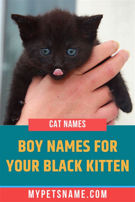 Cute Cat Names For Black Cats
