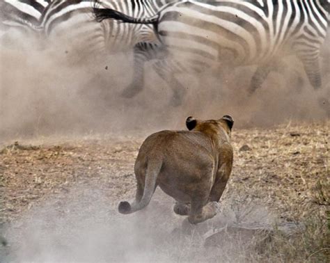lion chasing zebras - Stonehouse Resources