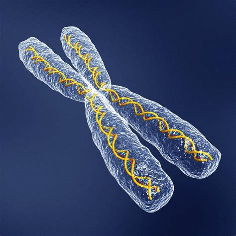 Chromosome With Dna Photograph by Pasieka - Fine Art America
