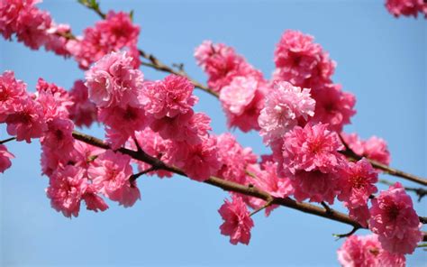 Peach Tree In Bloom Tokyo Mac Wallpaper Download | AllMacWallpaper