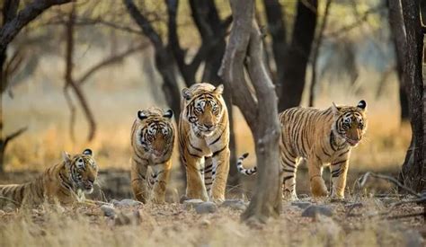 5 Least Explored Wildlife Sanctuaries in India - lifeberrys.com