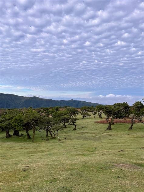 Fanal Forest · Around Madeira