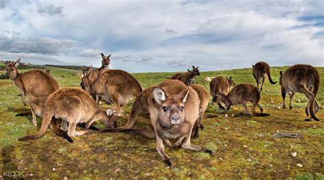 Kangaroo Island Tour