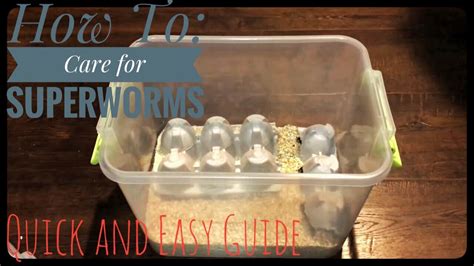 How To: Care for Superworms - YouTube