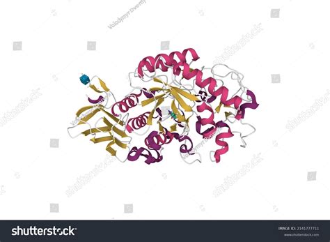 Crystal Structure Human Pancreatic Alpha Amylase Stock Illustration ...