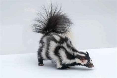 5 Different Types of Skunks – Nayturr