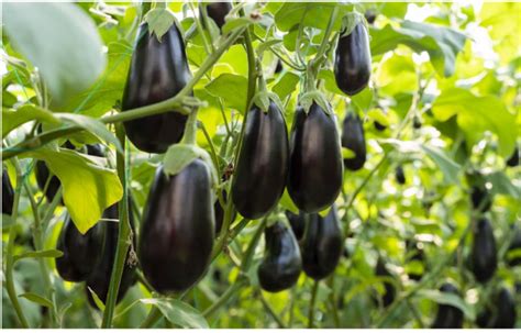 What is BT Brinjal? - Benefits, Concerns & Ban in India | UPSC