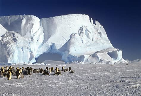 Emperor Penguin Colony And Iceberg Photograph by Konrad Wothe - Pixels