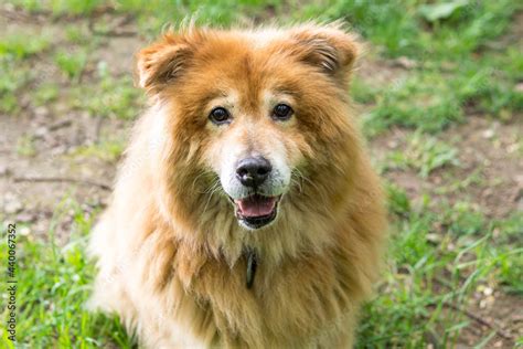 Chow Chow Akita Inu Mix in der Natur Stock Photo | Adobe Stock