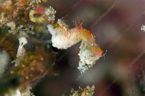 Pygmy seahorse - Stock Image - C012/2726 - Science Photo Library