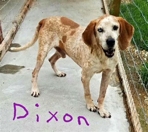 Lawrenceburg, TN: M Redtick named Dixon @ Tennessee Animal Rescue & Shelter https://www ...