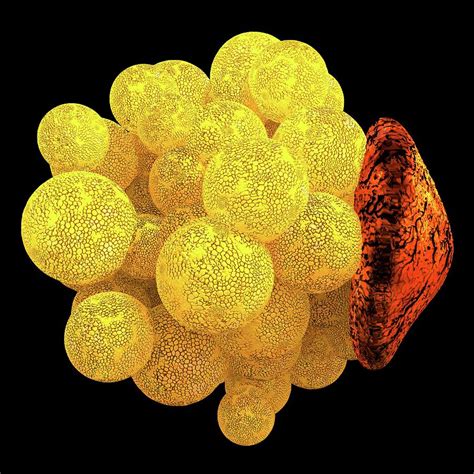 Human Fat Cell Photograph by Alfred Pasieka/science Photo Library - Fine Art America