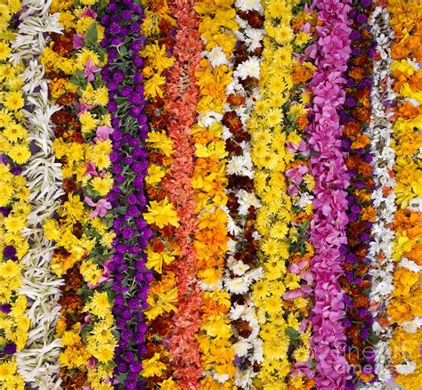 Indian Wedding Flowers Garlands / Pin by Leela Jeth on Wedding Colors and Decor: Hues of ...