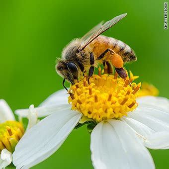 How Do Bees Transport Pollen From One Flower To Another | Best Flower Site