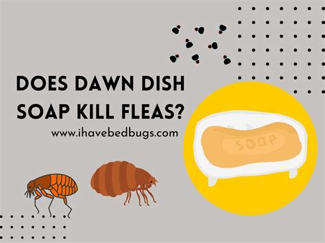 Does Dawn Dish Soap Kill Fleas [Simple Guide]