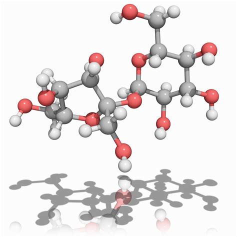 Disaccharide Molecule Structure