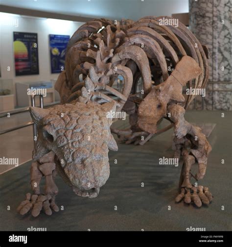 Ankylosaur dinosaur hi-res stock photography and images - Alamy