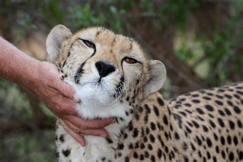 Tame Cheetah stock photo. Image of portrait, carnivore - 14155964