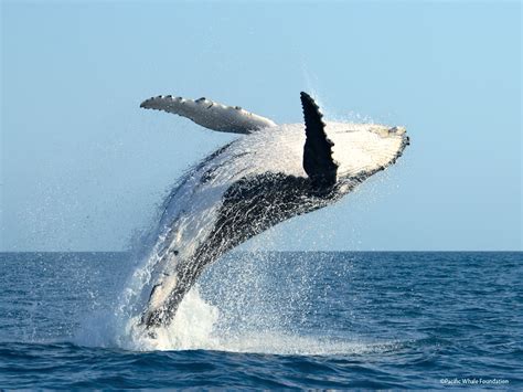 Humpback whale wallpaper | 1152x864 | #13446