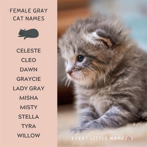 320+ Gray Cat Names (Funny and Purr-fectly Adorable) - Every Little Name