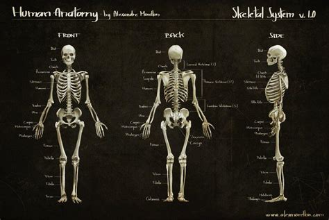 Human Anatomy Wallpapers - Wallpaper Cave