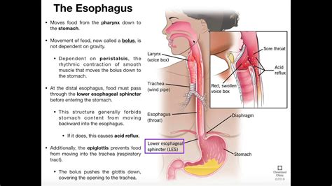 Anatomy & Physiology of the Esophagus - YouTube