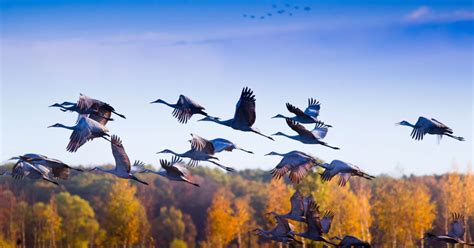 6 Hot Spots for Watching the Fall Bird Migration | Explore Minnesota