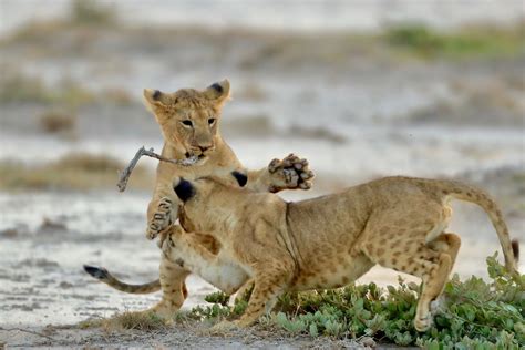 Lion Pride: The Social Organization of Lions