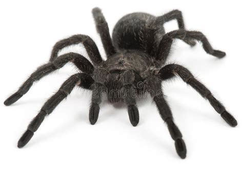 Black Spider. Tarantula- Grammostola Pulchra Stock Photo - Image of ...