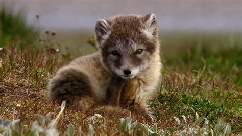 Arctic fox | mammal | Britannica.com