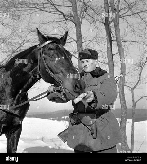 Horse, treat, border patrol, mounted patrol Stock Photo - Alamy