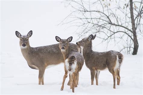 Baby Deer in Snow Fall Looking at Camera Stock Photo - Image of baby, fawn: 47298698