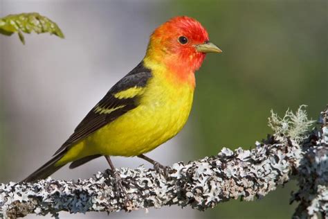 Western Tanager Care Sheet | Birds Coo
