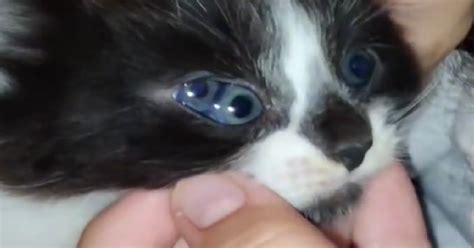 Meet The Kitten Born With Three Eyes | Flipboard