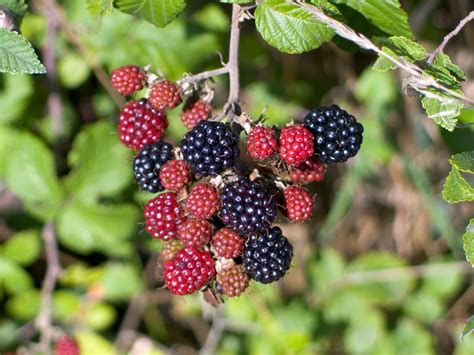 The Difference Between Blackberries and Marionberries | Hunker | Marionberry, Schnapps, Blackberry