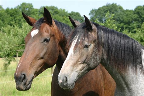 New Jersey State Animal | The Horse