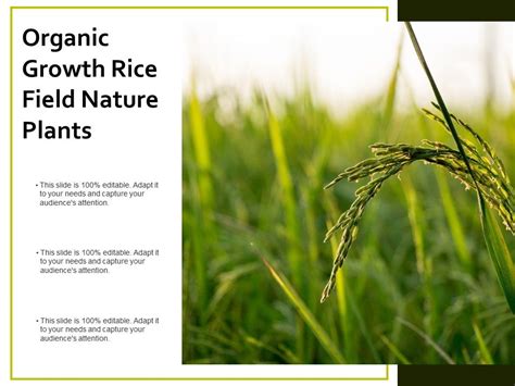 Organic Growth Rice Field Nature Plants | PowerPoint Design Template ...