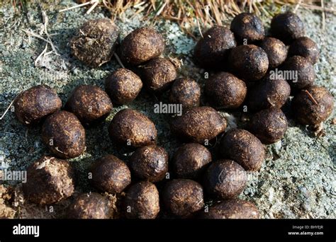 Wild rabbit droppings hi-res stock photography and images - Alamy