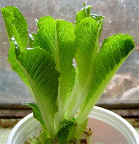 How To Easily Re Grow Romaine Lettuce From A Stump Indoors | Replantar ...