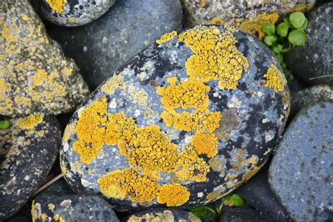 Lichens – Australian Antarctic Program