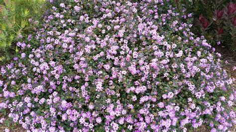 Lantana montevidensis - Everde Growers