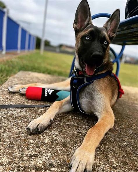 Belgian Malinois Husky Mix: A Glimpse Of The Amazing Belusky