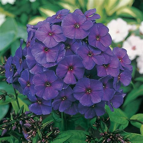 Phlox Flower Home Depot - Garden Plant