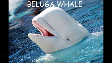 BELUGA WHALE | Animal Sounds For Children To Learn - YouTube