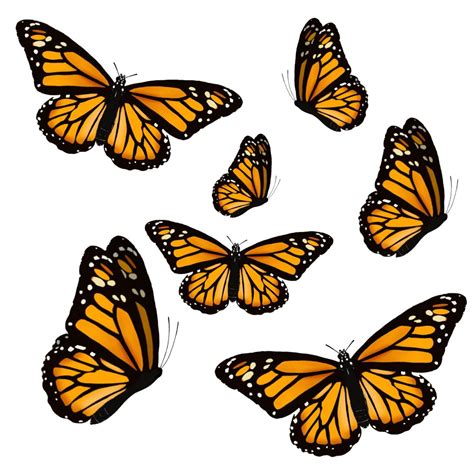 Butterfly Drawing, Butterfly Painting, Monarch Butterfly, Breathing Techniques, Clipart ...