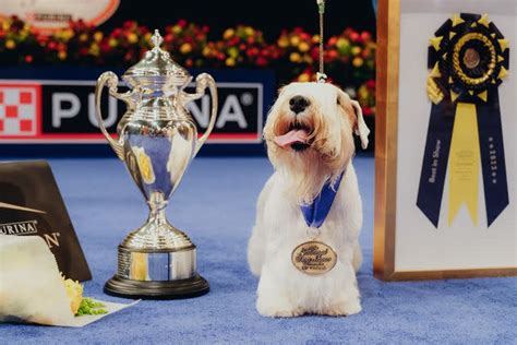 Stache the Sealyham Terrier Wins Best in Show at the 2023 National Dog Show