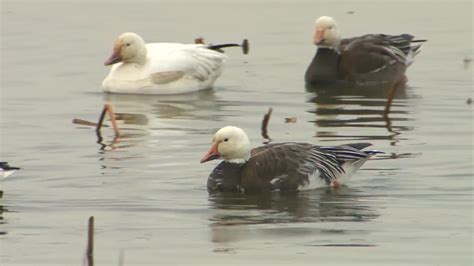 Waterfowl Migration - YouTube