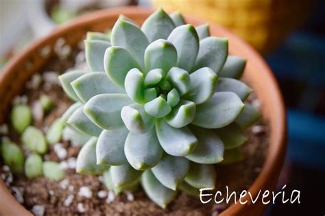 Indoor Echeveria Succulents - Care And Propagation