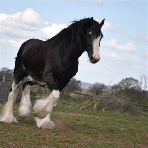 Matthew Gregory King Ltd. - Shires and Clydesdales | index.php | Clydesdale horses, Horses ...