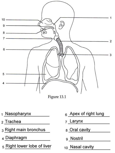 Blank Diagrams Of The Respiratory System Respiratory Unlabel